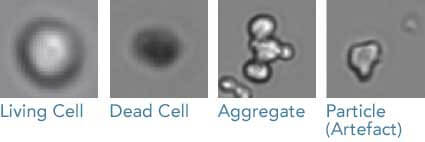 Actual representations of imaging created by the Cedex HiRes Analyzer. Images represent a live cell, a dead cell, product aggregate and an artefact